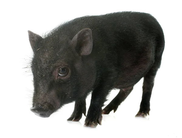 Black piglet in studio — Stock Photo, Image