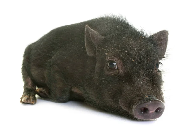 Leitão preto no estúdio — Fotografia de Stock