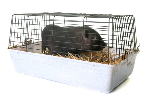 Black piglet in cage — Stock Photo, Image