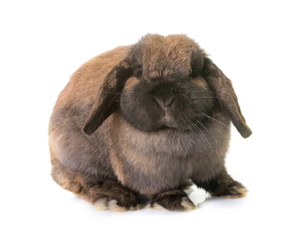 Dwarf lop-eared rabbit — Stock Photo, Image