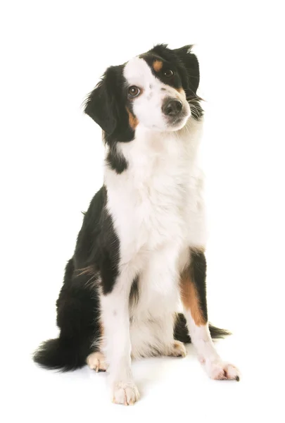 Miniatur-amerikanischer Schäferhund — Stockfoto