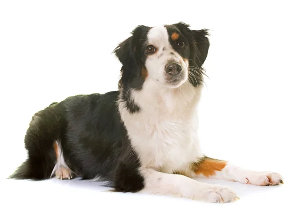 Miniature american shepherd — Stock Photo, Image