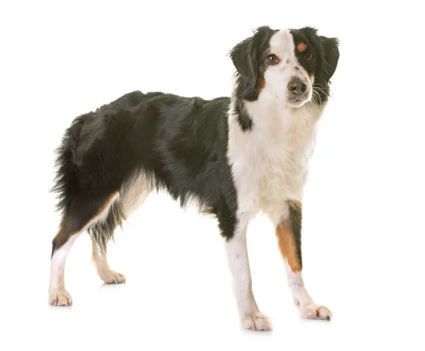 Miniature american shepherd — Stock Photo, Image