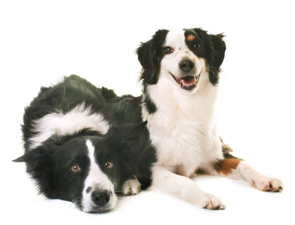 Miniature american shepherd och bordercollie — Stockfoto