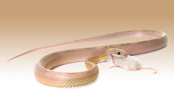 Serpiente de maíz comer ratón —  Fotos de Stock
