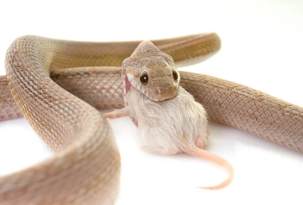 Corn snake eating mouse — Stock Photo, Image