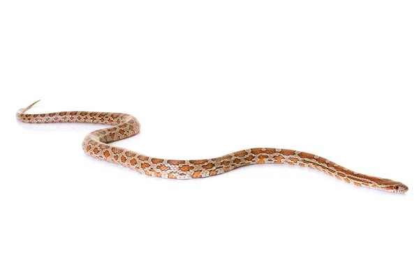 Кукурузная змея в студии — стоковое фото