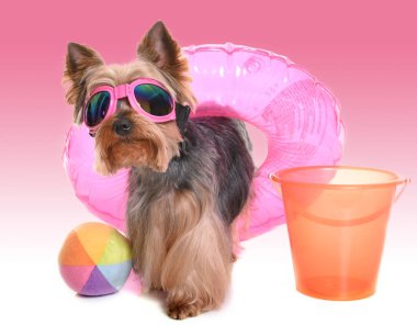 Yorkshire terrier tatil