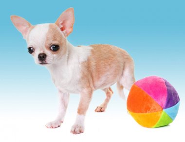 köpek chihuahua Studio