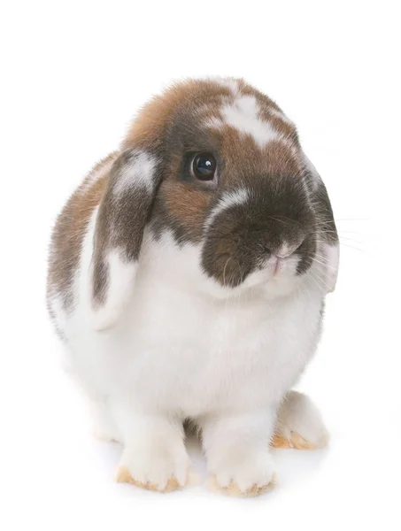 Короткоухий кролик — стоковое фото