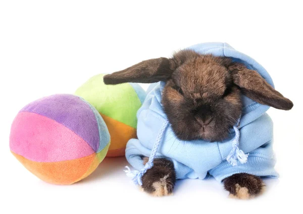 Oblečený zběsilého útoku králík zakrslý — Stock fotografie