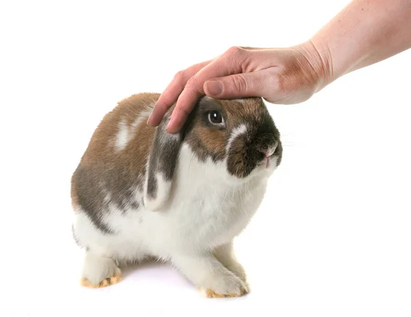 Dwarf lop-eared rabbit — Stock Photo, Image