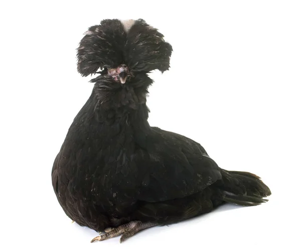 Czarny Padovana kurczaka — Zdjęcie stockowe