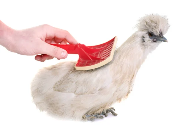 白ウコッケイ鶏グルーミング — ストック写真