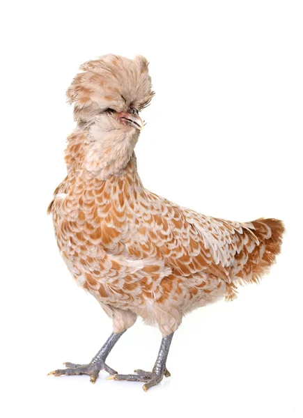 Hnědá Padovana kuře — Stock fotografie
