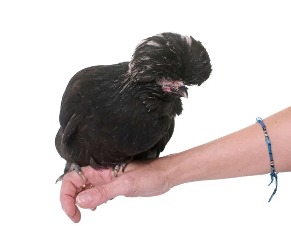 Siyah Padovana tavuk — Stok fotoğraf