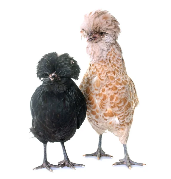 Two Padovana chicken — Stock Photo, Image