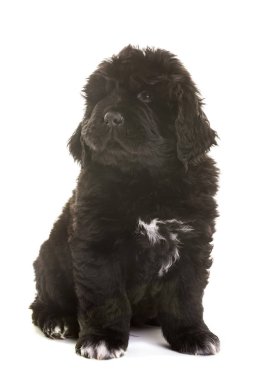 newfoundland köpek yavrusu