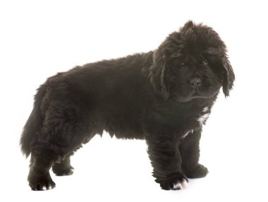 newfoundland köpek yavrusu