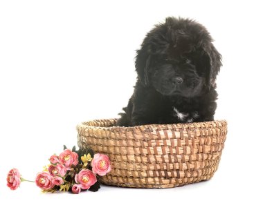 newfoundland köpek yavrusu