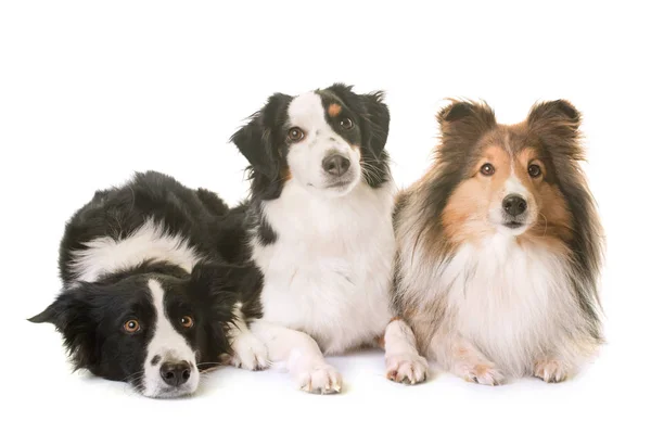 Drie honden in studio — Stockfoto