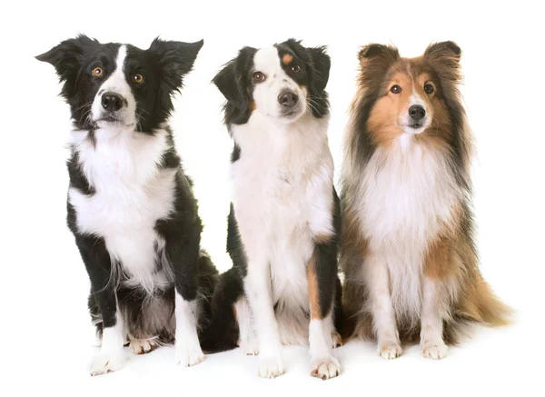 Drie honden in studio — Stockfoto