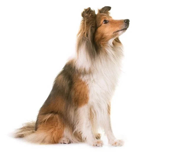 Shetland sheepdog i studio — Stockfoto