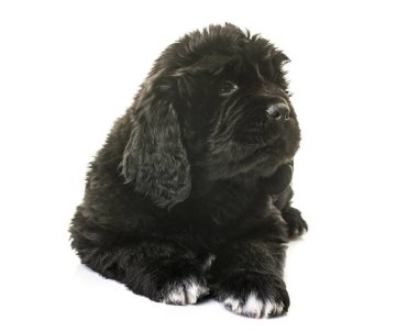 newfoundland köpek yavrusu