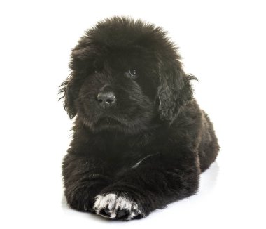 newfoundland köpek yavrusu