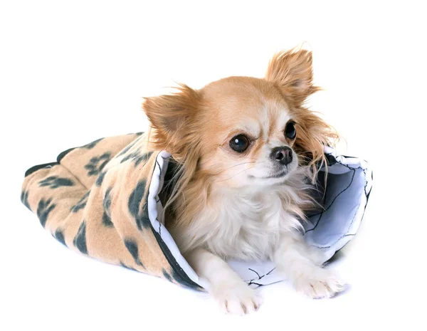 Chihuahua in cushion — Stock Photo, Image