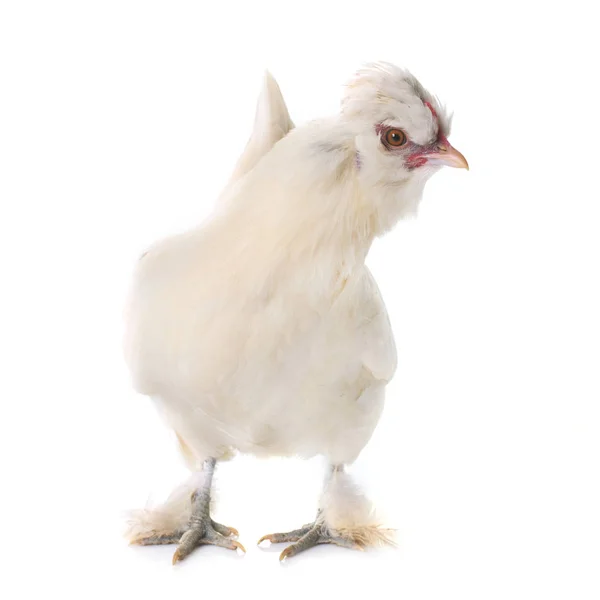 White Sultan chicken — Stock Photo, Image