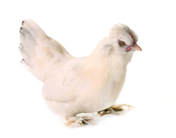 Bílé kuřecí Sultan — Stock fotografie