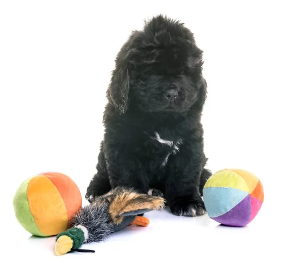 Puppy newfoundland hond — Stockfoto