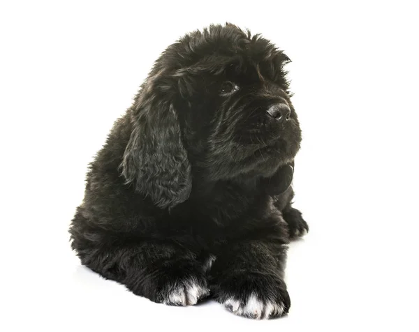 Chiot newfoundland chien — Photo