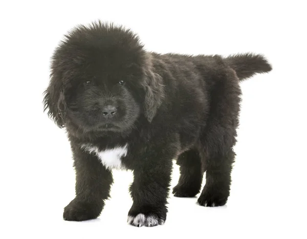 Chiot newfoundland chien — Photo