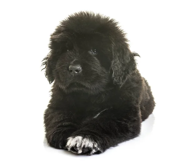 Puppy newfoundland dog — Stock Photo, Image
