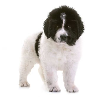 newfoundland köpek yavrusu