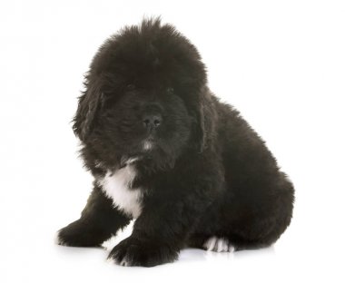 newfoundland köpek yavrusu