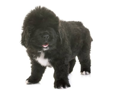 newfoundland köpek yavrusu