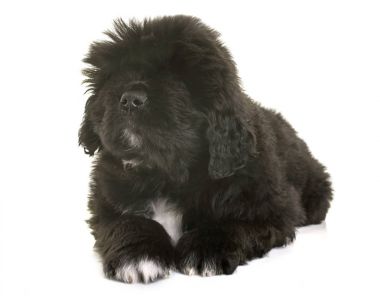 newfoundland köpek yavrusu