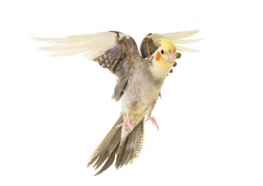 uçan gri petsupplies