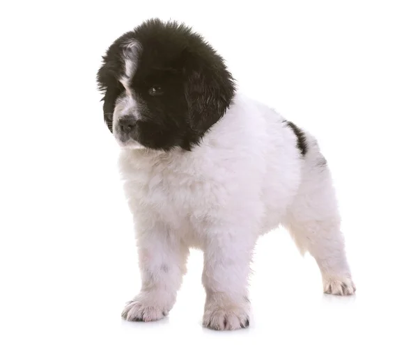 Chiot newfoundland chien — Photo