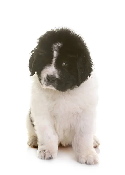ลูกสุนัข Newfoundland — ภาพถ่ายสต็อก