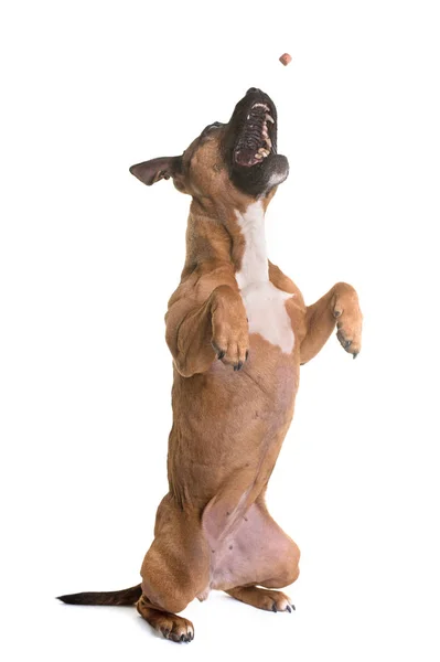 Staffordshire Bull Terrier — Zdjęcie stockowe