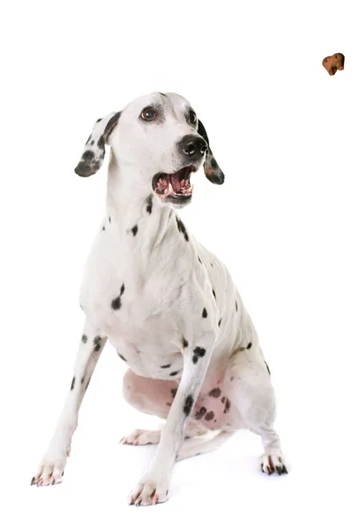 Dalmatische hond in studio — Stockfoto