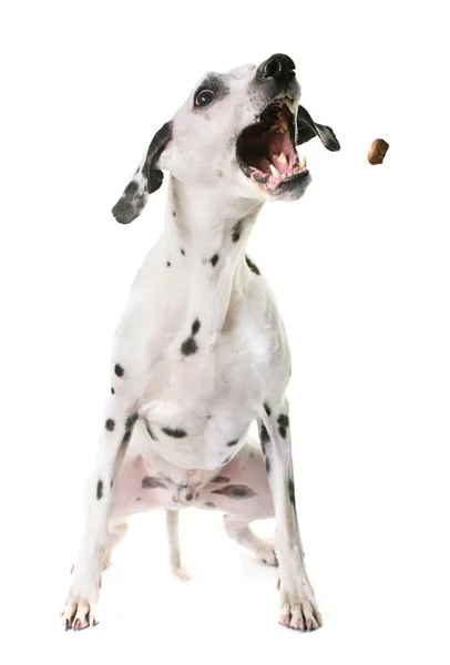 Далматинський собака в студії — стокове фото