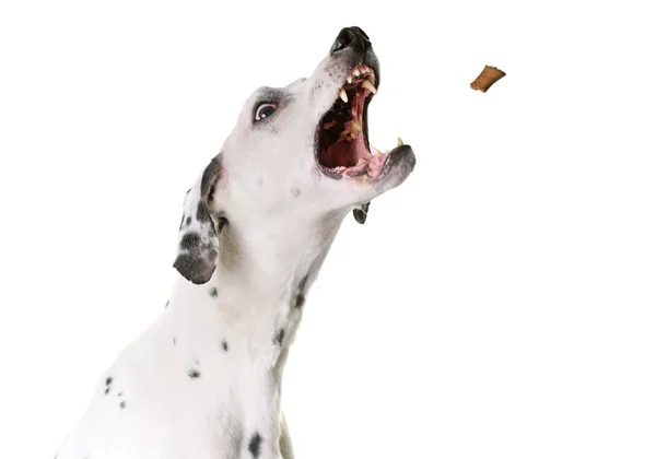 Dalmatische hond in studio — Stockfoto