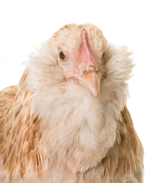 Faverolle kyckling i studio — Stockfoto