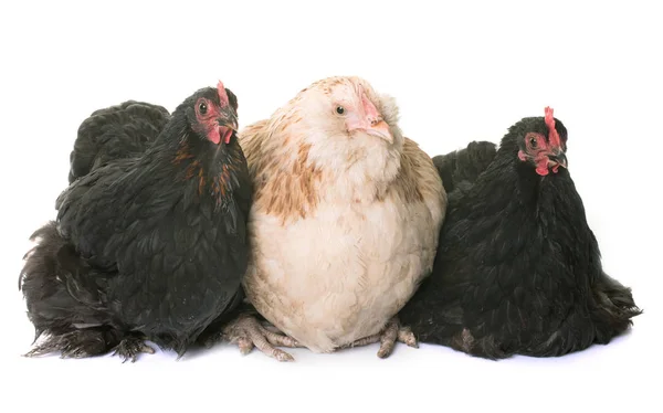 Faverolle y pekin chicken —  Fotos de Stock