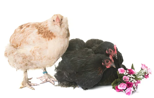 Faverolle i pekin kurczaka — Zdjęcie stockowe